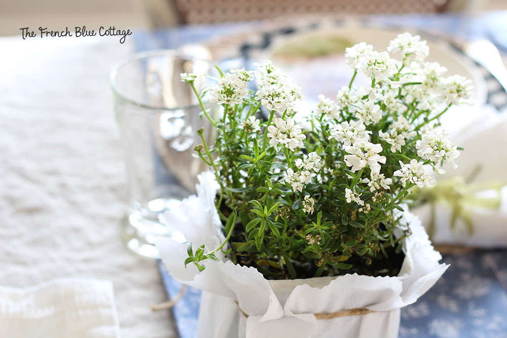 White potted flowers; an easy centerpiece for the Easter table.