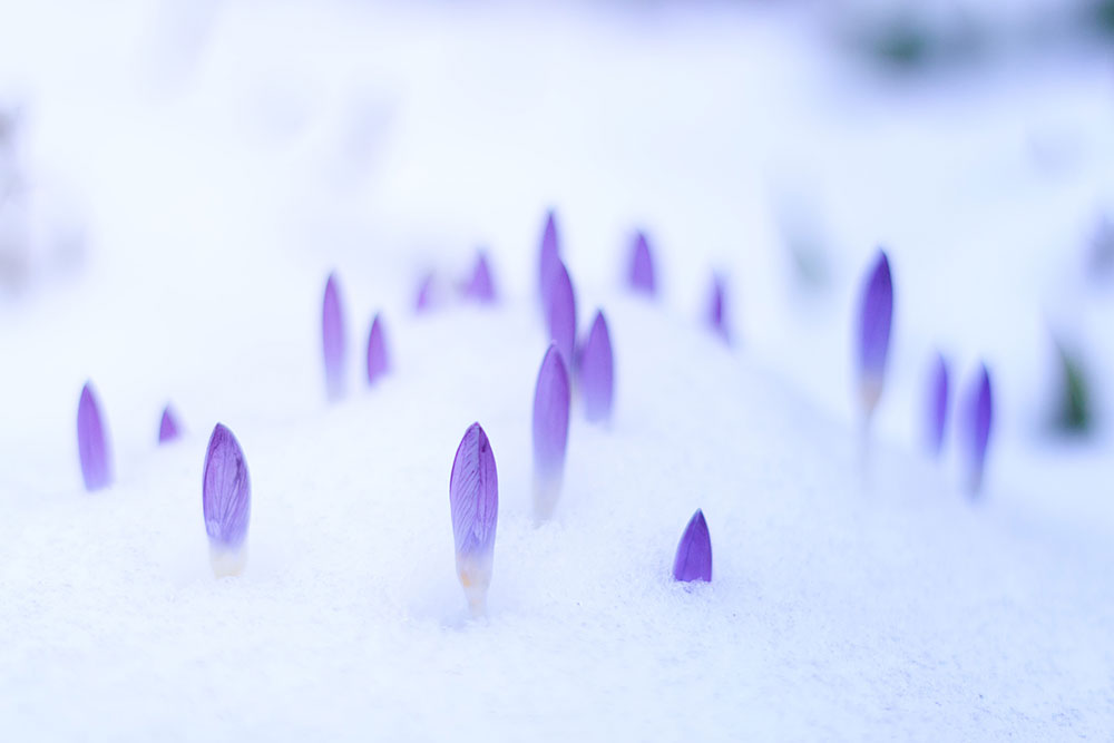 Flowers in the snow; Spring is on its way.
