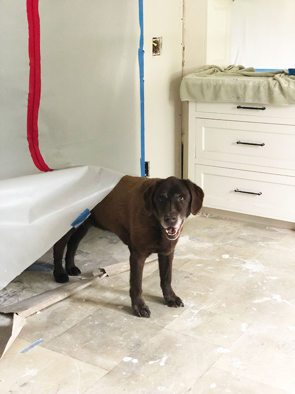 labrador retriever peeking into kitchen remodel