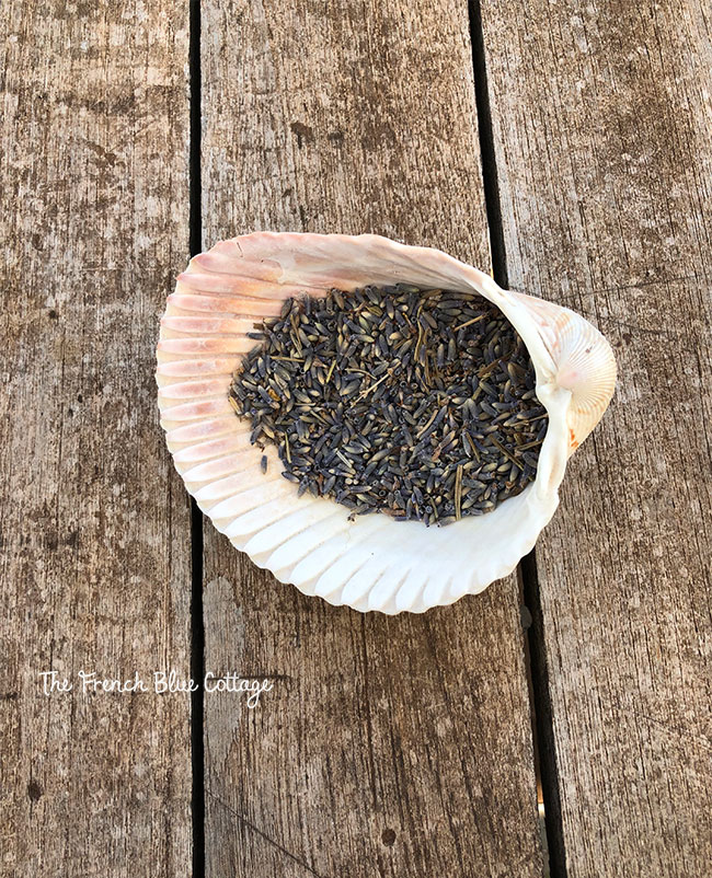 seashell with lavender