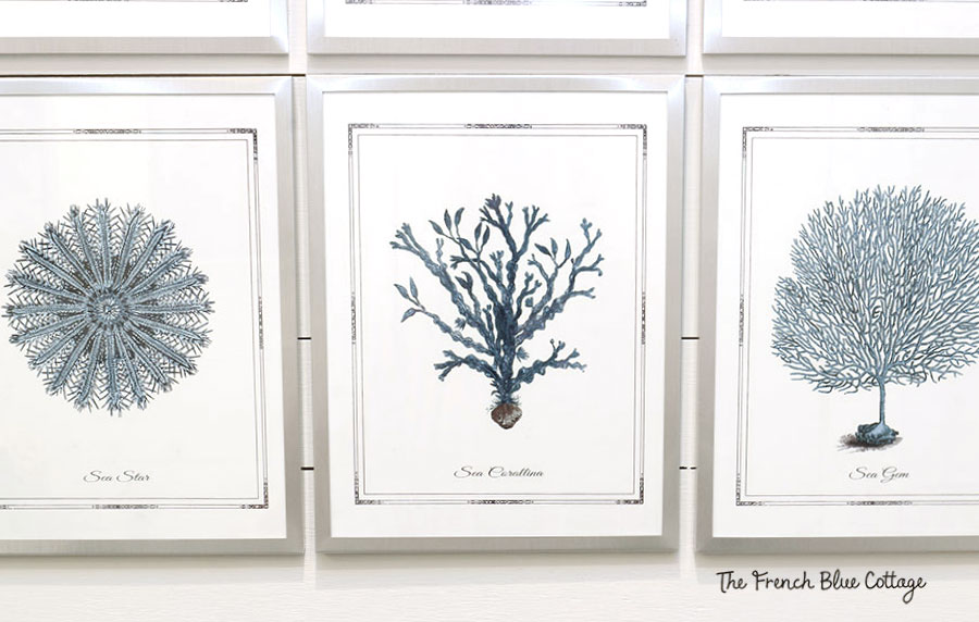 blue and white sea fan artwork in silver document frames