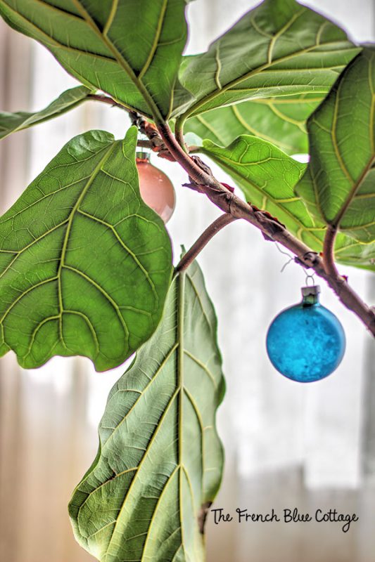 fiddle leaf fig plant with Christmas ornaments